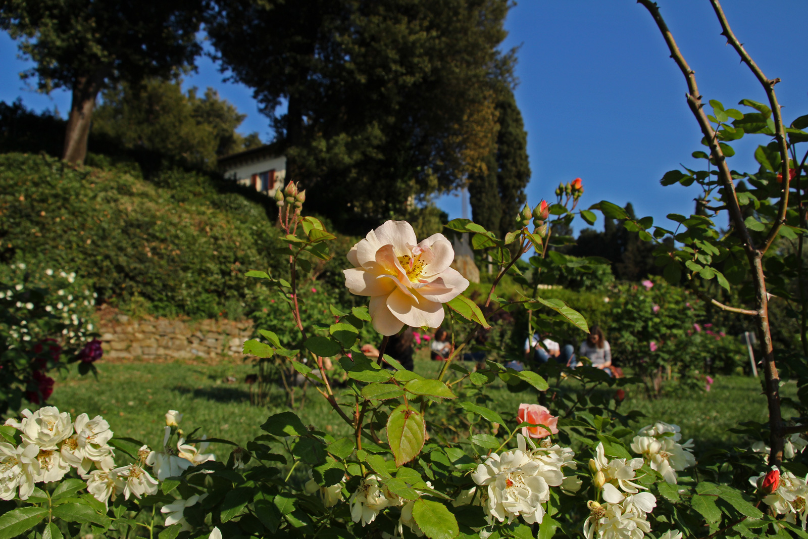 giardino delle rose firenze